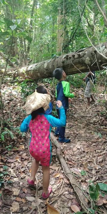 Free Forest School - Our weekly forest trek with kids